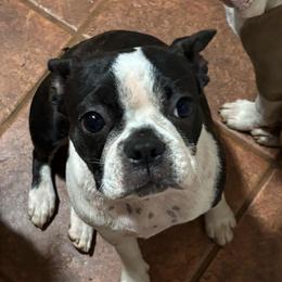 STELLA - Black brindle and white female Boston Terrier puppy in Anderson, South Carolina from Lola’s House of Bostons & Rescue
