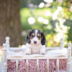 AKC Teddy PRA clear. Dapple carrier - Piebald male Dachshund puppy in Knox City, Missouri from Brittney's Dachshunds