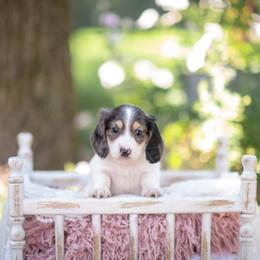 AKC Teddy PRA clear. Dapple carrier - Piebald male Dachshund puppy in Knox City, Missouri from Brittney's Dachshunds