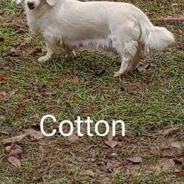 Cotton - Dachshund