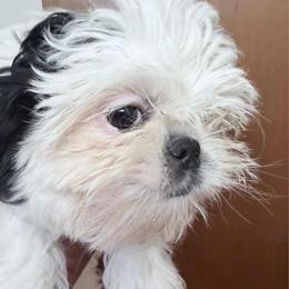 Benny - Black and white male Shih Tzu puppy in Victorville, California from RUMBLE n TUMBLE