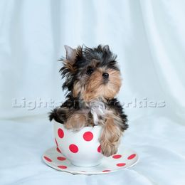 Yorkshire Terrier Puppies from Lightsome Yorkies