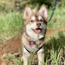 Jasper - Pomsky