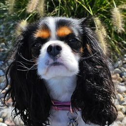 Lily - Cavalier King Charles Spaniel