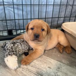 Yellow boy - Yellow male Labrador Retriever puppy in Big River, California from Cozy Acres Farm Labradors