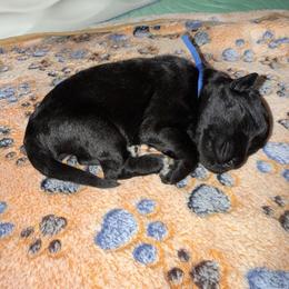 Jet - Black and white male Portuguese Water Dog puppy in Colorado Springs, Colorado from Melissa's Portuguese Water Dogs