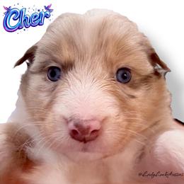 2nd Pick Red Merle Female - Red merle female Australian Shepherd puppy in Gainesville, Texas from Lady Luck Aussies