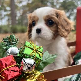 Cavalier King Charles Spaniels from Toledo Bend Cavaliers