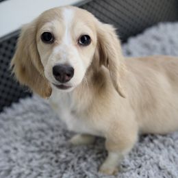 Eclair - Piebald female Dachshund puppy in Zephyrhills, Florida from Dapper Doxies
