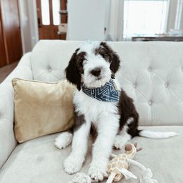 Bernedoodle, Goldendoodle, and Sheepadoodle Puppies from High Desert Doodles