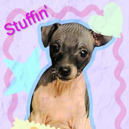 Stuffin' - White and black female American Hairless Terrier puppy in Phoenix, Arizona from Bare Valley