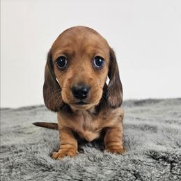 Red dapple male 3208.56 - Dapple male Dachshund puppy in Belle Rive, Illinois from Akin's Miniature Dachshunds, LLC