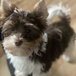 Charlie - Chocolate tan and white Biewer Terrier puppy in La Porte, Indiana from Port-au-Prints