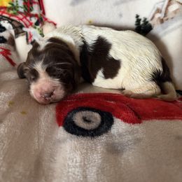 Rio - Liver white and tan male English Springer Spaniel puppy in Huntingdon, Pennsylvania from Indian Creek Springers and Doxies