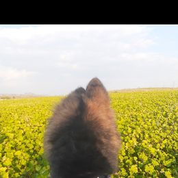 German Shepherd Puppies from Flussufer German Shepherds