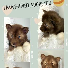 Magnolia - Red and white female Siberian Husky puppy in Florence, Kentucky from Moonlight Howl Huskies