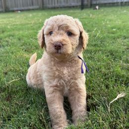 Lavender - Cream female Goldendoodle puppy in Morris, Alabama from 4H Doodles