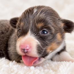 Girl 2 - Blue female Pembroke Welsh Corgi puppy in Beggs, Oklahoma from Blue Diamond Corgi’s