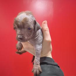 Jean - Chocolate male Chinese Crested puppy in Frederick, Maryland from Lovable Cresteds