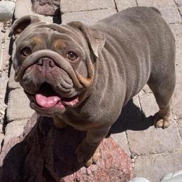 Zelda Paris - Bulldog