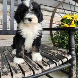 Archie - Tri-color male Bernedoodle puppy in Holtwood, Pennsylvania from Country Ridge Puppies