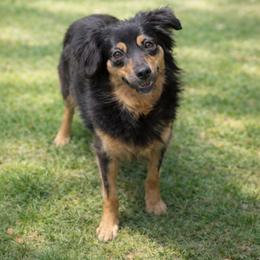 Ivy - Miniature Australian Shepherd