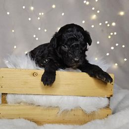 Buzz - Black male Poodle puppy in Doerun, Georgia from Twig & Tail Puppies