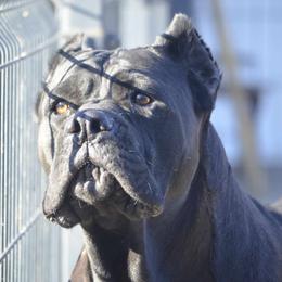 Dina - Cane Corso