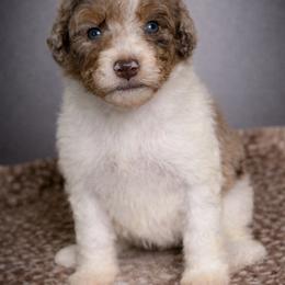 Mimosa - Trained Puppy Selection - Chocolate merle female Bernedoodle puppy in Youngstown, Florida from Wonderland’s Boujie Kennels