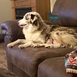 Rory - Miniature Australian Shepherd