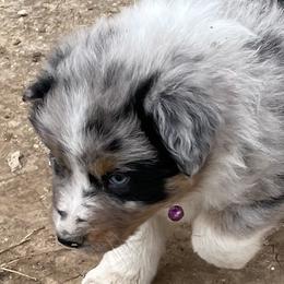 Girl 7 - Blue merle Australian Shepherd puppy in Blum, Texas from 4P Poteet Farms