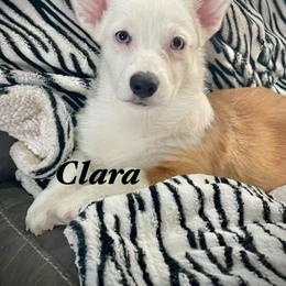 Clara  - Today 200 dollars off Labor day saving - White and red female Pembroke Welsh Corgi puppy in Hesperia, California from Amatskennel - Stubby Tails Ranch