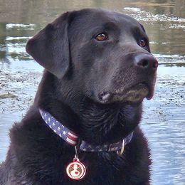 Honda - Labrador Retriever
