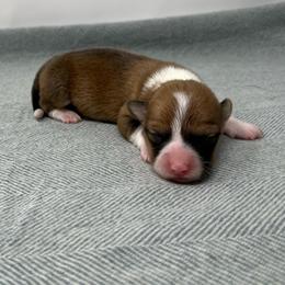 Roo - Sable female Pembroke Welsh Corgi puppy in Waco, Texas from The Comma Corgis