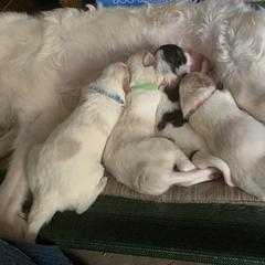 Borzoi Puppies from Marian Broadhurst