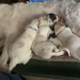 Borzoi Puppies from Marian Broadhurst