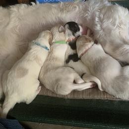 Borzoi Puppies from Marian Broadhurst