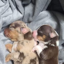 Australian Shepherd Puppies from Dream E River Ranch