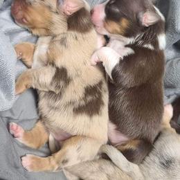 Australian Shepherd Puppies from Dream E River Ranch