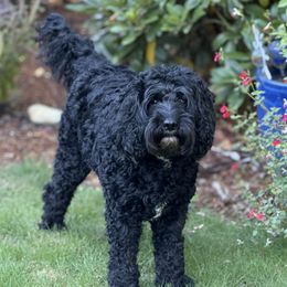 Australian Labradoodle puppies from NorthStar Labradoodles, LLC.
