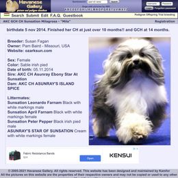 Mila - Havanese