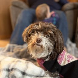 Lady - Havanese