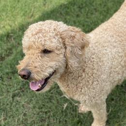 Martha - Goldendoodle