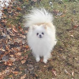 Pomeranian Puppies from Fancy Paws Pomeranian