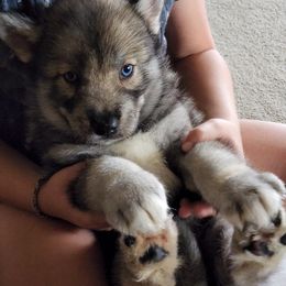 Siberian Husky Puppies from Blevins Hill Top Huskies