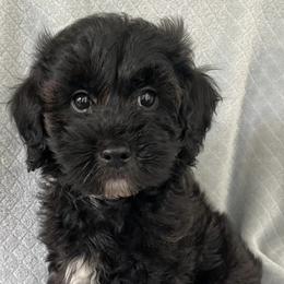 Aussiedoodles, Goldendoodles, and Labradoodles from Adirondack Labradoodles