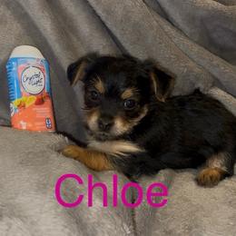 Chloe - Black & tan tri-color female Morkie puppy in Seneca, Missouri from M.Y. Morkies and Yorkies