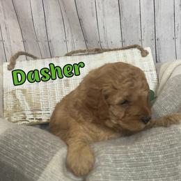 Dasher (Lime Green Collar) - Red male Cavapoo puppy in Austin, Texas from Lucy Lou’s Cavapoos