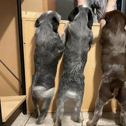 Australian Cattle Dogs from Cascade Cattle Dogs