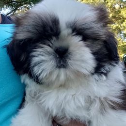Shih Tzu Puppies from Mackwood Shih Tzu